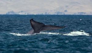 Prehistoric Giants: Giant Blue Whale Fossil Discovery Rewrites Marine Evolutionary History - image 1