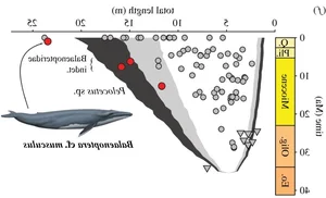 Prehistoric Giants: Giant Blue Whale Fossil Discovery Rewrites Marine Evolutionary History - image 7