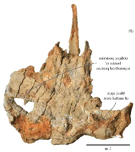 Prehistoric Giants: Giant Blue Whale Fossil Discovery Rewrites Marine Evolutionary History - image 6