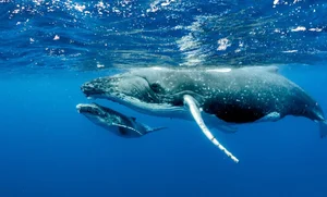 Prehistoric Giants: Giant Blue Whale Fossil Discovery Rewrites Marine Evolutionary History - image 2