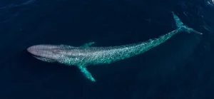 Prehistoric Giants: Giant Blue Whale Fossil Discovery Rewrites Marine Evolutionary History - image 4