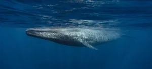 Prehistoric Giants: Giant Blue Whale Fossil Discovery Rewrites Marine Evolutionary History - image 3
