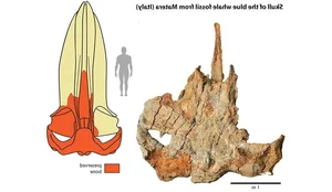 Prehistoric Giants: Giant Blue Whale Fossil Discovery Rewrites Marine Evolutionary History - image 8