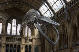 Prehistoric Giants: Giant Blue Whale Fossil Discovery Rewrites Marine Evolutionary History - image 0