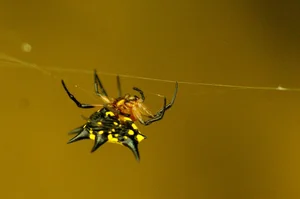 Discovering the Rare and Unique Insect Species of Hoang Lien Son Mountains - image 11