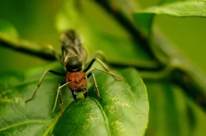 Discovering the Rare and Unique Insect Species of Hoang Lien Son Mountains - image 0