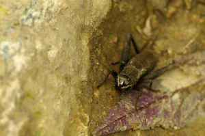 Discovering the Rare and Unique Insect Species of Hoang Lien Son Mountains - image 3