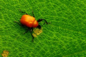 Discovering the Rare and Unique Insect Species of Hoang Lien Son Mountains - image 13