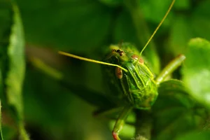 Discovering the Rare and Unique Insect Species of Hoang Lien Son Mountains - image 6
