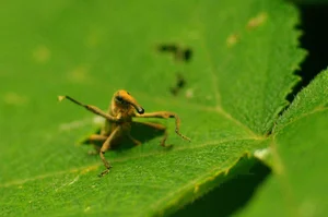 Discovering the Rare and Unique Insect Species of Hoang Lien Son Mountains - image 1