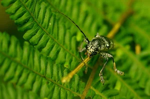 Discovering the Rare and Unique Insect Species of Hoang Lien Son Mountains - image 2
