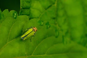 Discovering the Rare and Unique Insect Species of Hoang Lien Son Mountains - image 7