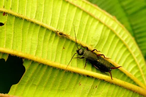 Discovering the Rare and Unique Insect Species of Hoang Lien Son Mountains - image 12