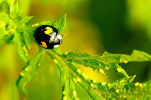 Discovering the Rare and Unique Insect Species of Hoang Lien Son Mountains - image 9