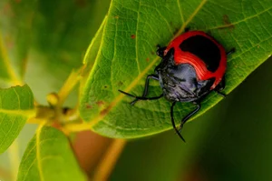 Discovering the Rare and Unique Insect Species of Hoang Lien Son Mountains - image 8