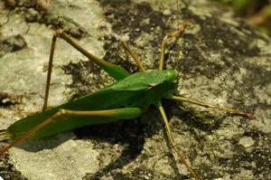 Discovering the Rare and Unique Insect Species of Hoang Lien Son Mountains - image 10
