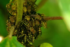 Discovering the Rare and Unique Insect Species of Hoang Lien Son Mountains - image 5