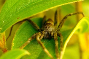 Discovering the Rare and Unique Insect Species of Hoang Lien Son Mountains - image 14