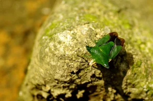 Discovering the Rare and Unique Insect Species of Hoang Lien Son Mountains - image 4