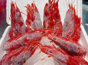 Red Devil Carabinero Prawns Spark Luxury Food Craze for Lunar New Year - image 8