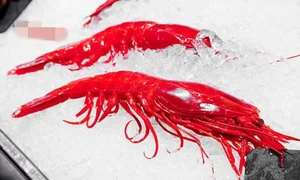 Red Devil Carabinero Prawns Spark Luxury Food Craze for Lunar New Year - image 4