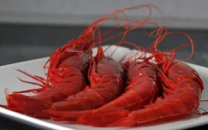 Red Devil Carabinero Prawns Spark Luxury Food Craze for Lunar New Year - image 1