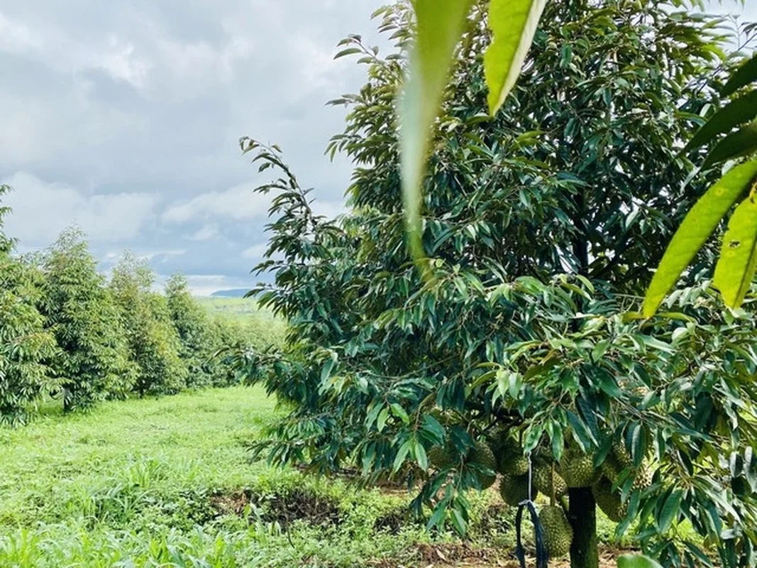 Inside the World's Largest Durian Garden Owned by Bau Duc