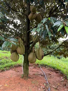 Inside the World's Largest Durian Garden Owned by Bau Duc - image 4