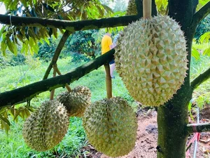 Inside the World's Largest Durian Garden Owned by Bau Duc - image 8