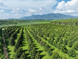 Inside the World's Largest Durian Garden Owned by Bau Duc - image 7