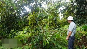 Inside the World's Largest Durian Garden Owned by Bau Duc - image 1