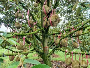 Inside the World's Largest Durian Garden Owned by Bau Duc - image 2