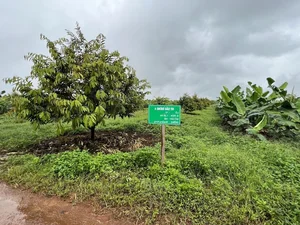 Inside the World's Largest Durian Garden Owned by Bau Duc - image 6