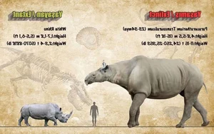 Meet the Largest Rhino to Ever Exist: Paraceratherium, the Giant Beast - image 1
