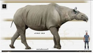 Meet the Largest Rhino to Ever Exist: Paraceratherium, the Giant Beast - image 7