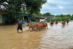 Severe Flooding Impacts Mountainous Regions of Nghe An Province - image 9