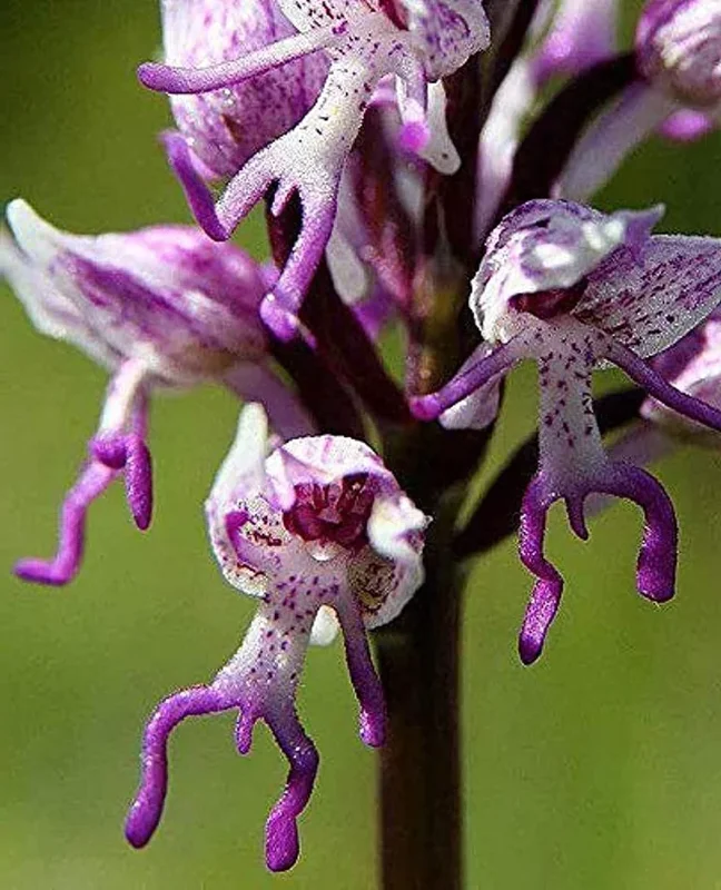 Nature’s Oddities: Incredible Plants That Resemble Human Body Parts