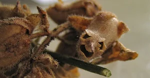 Nature’s Oddities: Incredible Plants That Resemble Human Body Parts - image 4