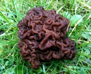 Nature’s Oddities: Incredible Plants That Resemble Human Body Parts - image 5
