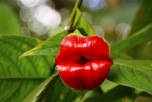 Nature’s Oddities: Incredible Plants That Resemble Human Body Parts - image 6