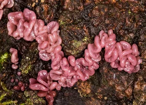 Nature’s Oddities: Incredible Plants That Resemble Human Body Parts - image 3