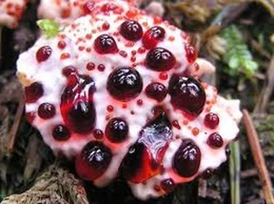 Nature’s Oddities: Incredible Plants That Resemble Human Body Parts - image 7