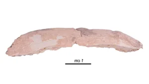 Decoding the Unexpected Secrets of Ancient Human Ancestors and Evolution - image 9