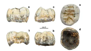 Decoding the Unexpected Secrets of Ancient Human Ancestors and Evolution - image 1