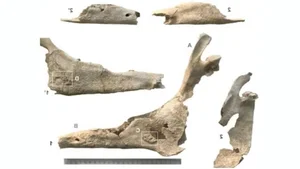 Archeological Mystery: The Discovery of a 2,500-Year-Old Burial Site Containing 90 Child Remains - image 2