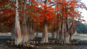 Discover the World's Most Beautiful and Captivating Forests - image 0