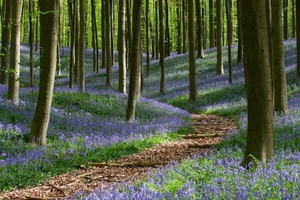 Discover the World's Most Beautiful and Captivating Forests - image 9