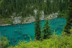 Discover the World's Most Beautiful and Captivating Forests - image 3
