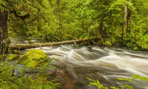 Discover the World's Most Beautiful and Captivating Forests - image 2