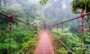 Discover the World's Most Beautiful and Captivating Forests - image 6
